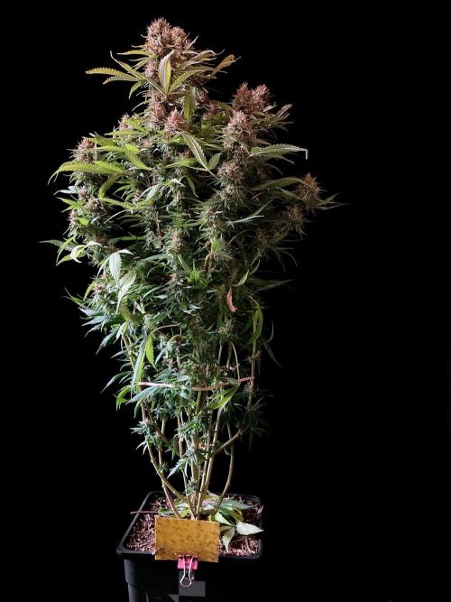 3M 👩 Runtz & Brazil. Week 18