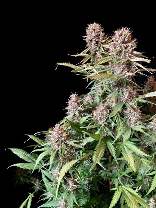 3M 👩 Runtz & Brazil. Week 18
