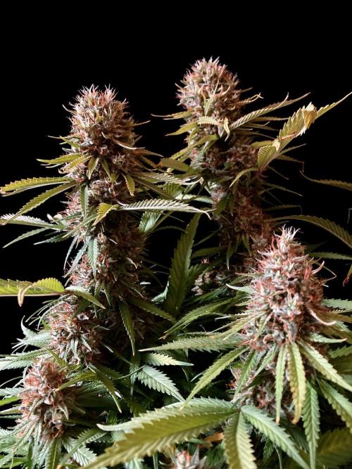 3M 👩 Runtz & Brazil. Week 18