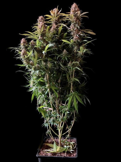 3M 👩 Runtz & Brazil. Week 18