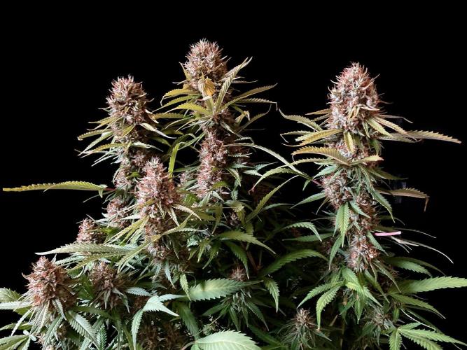 3M 👩 Runtz & Brazil. Week 18