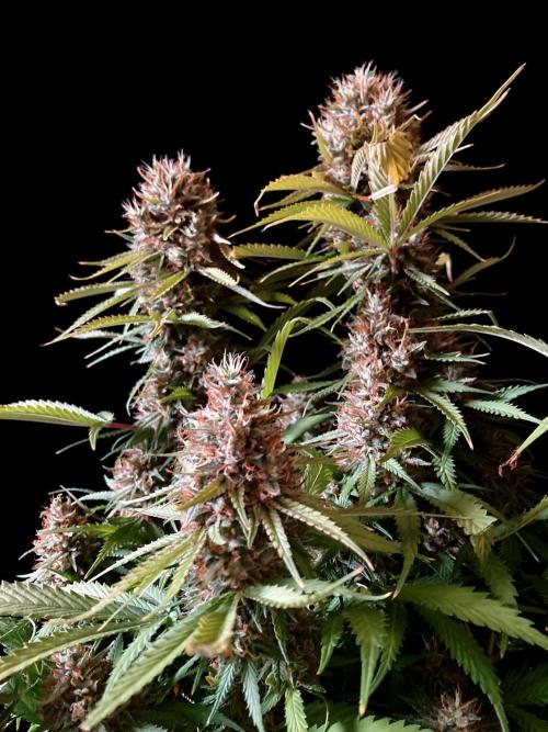 3M 👩 Runtz & Brazil. Week 18
