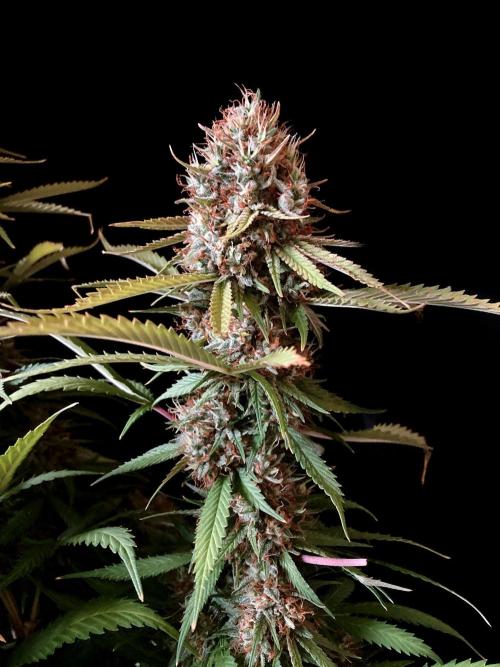 3M 👩 Runtz & Brazil. Week 18