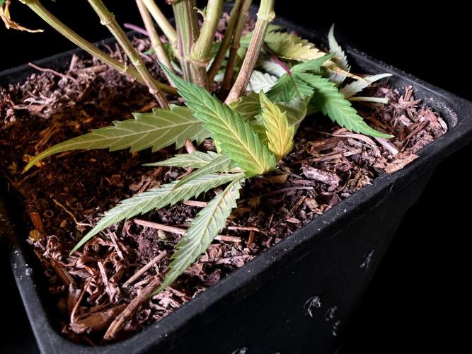 3M 👩 Runtz & Brazil. Week 18 - Sacred mulch