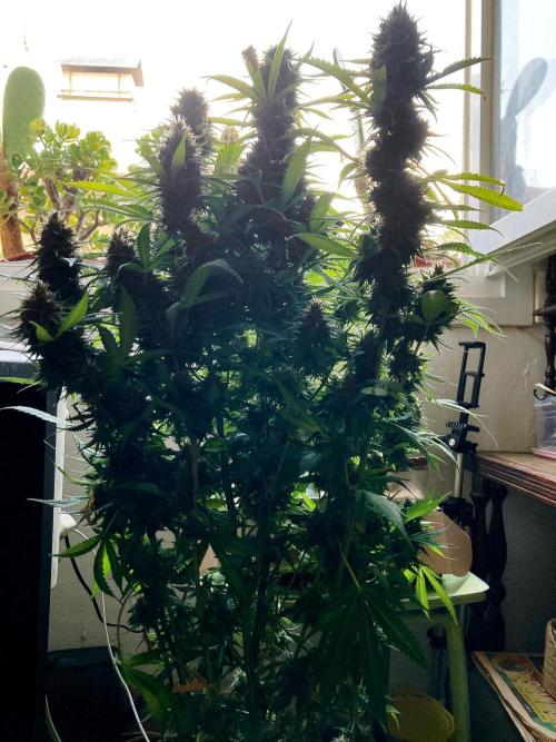 3M 👩 Runtz & Brazil. Week 18