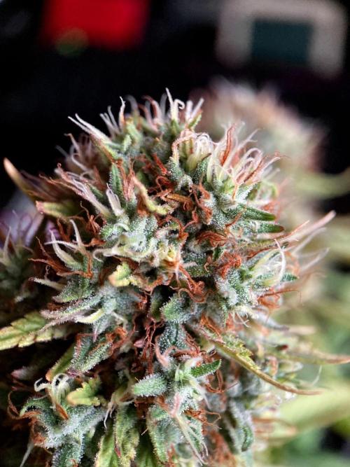3M 👩 Runtz & Brazil. Week 18