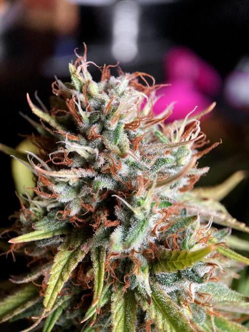 3M 👩 Runtz & Brazil. Week 18