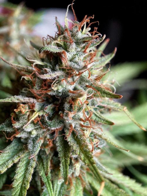 3M 👩 Runtz & Brazil. Week 18
