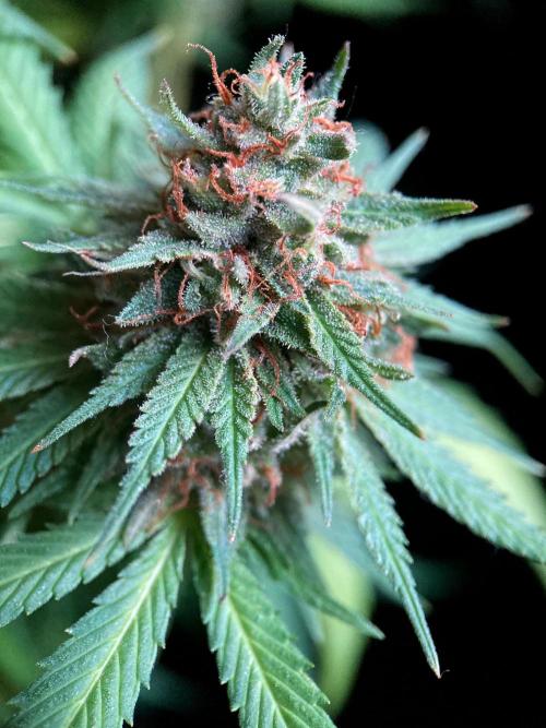 3M 👩 Runtz & Brazil. Week 18