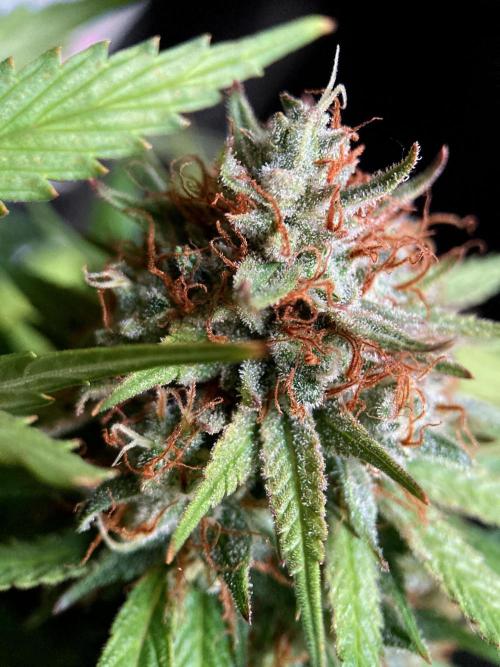 3M 👩 Runtz & Brazil. Week 18