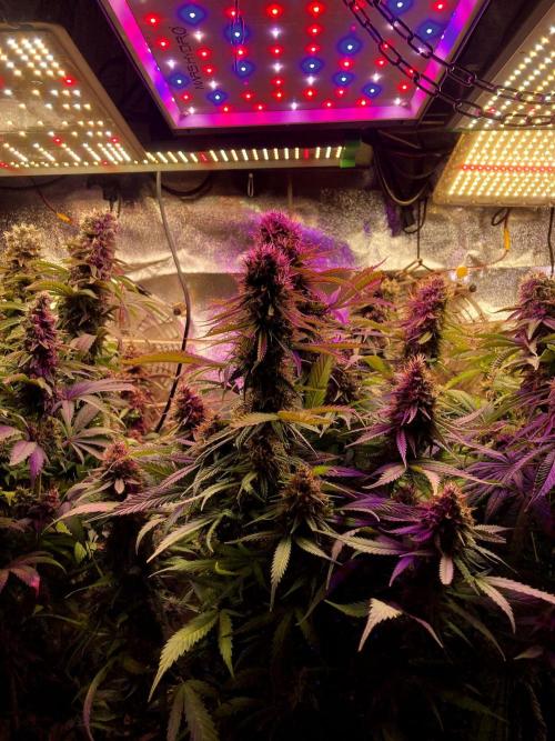 3M 👩 Runtz & Brazil. Week 18 - The corner