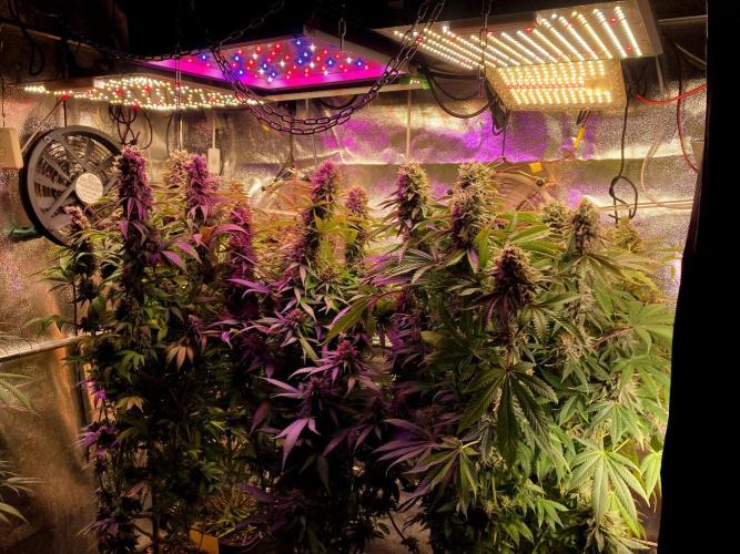 3M 👩 Runtz & Brazil. Week 18