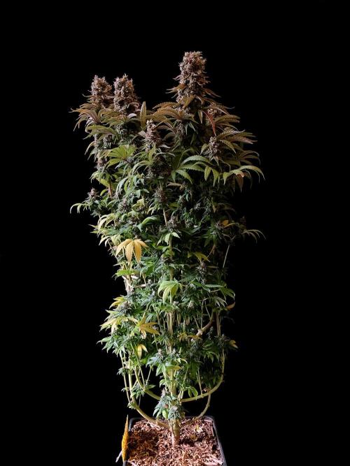 3M 🌮 Mexican Rush. Week 18