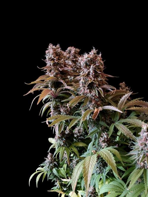 3M 🌮 Mexican Rush. Week 18