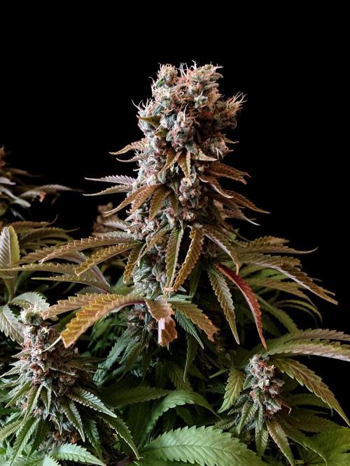 3M 🌮 Mexican Rush. Week 18