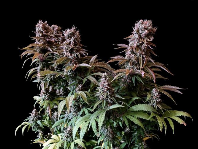 3M 🌮 Mexican Rush. Week 18