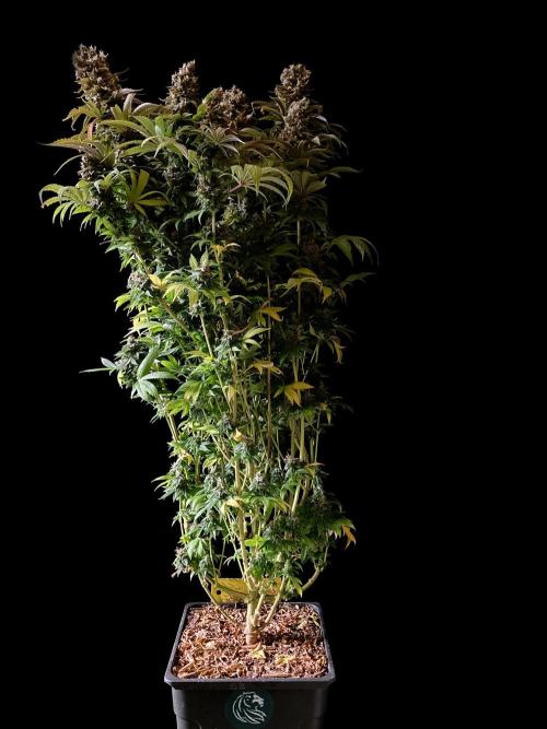 3M 🌮 Mexican Rush. Week 18