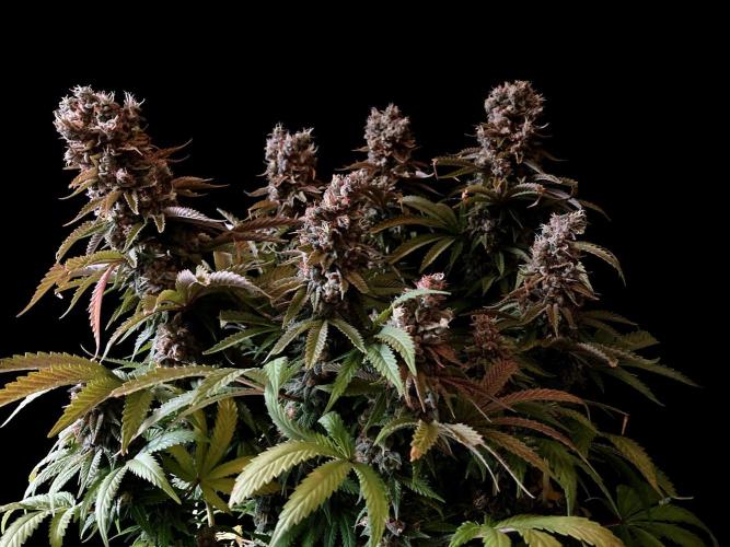 3M 🌮 Mexican Rush. Week 18