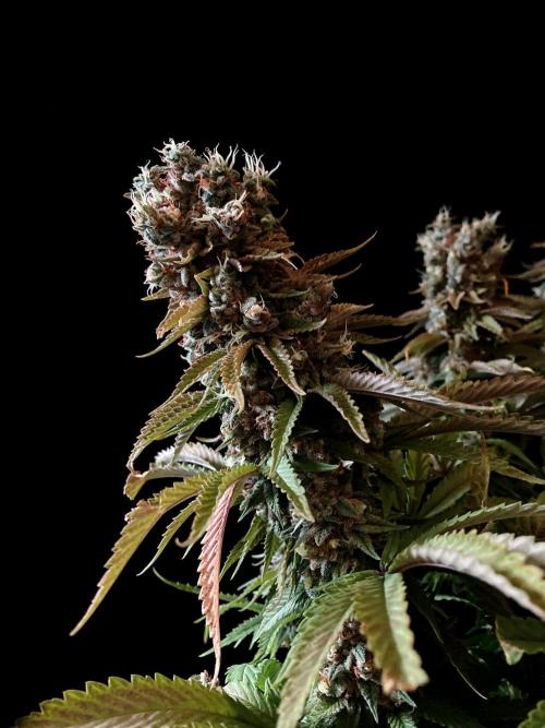 3M 🌮 Mexican Rush. Week 18