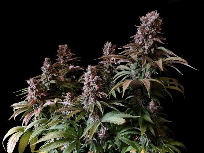 3M 🌮 Mexican Rush. Week 18