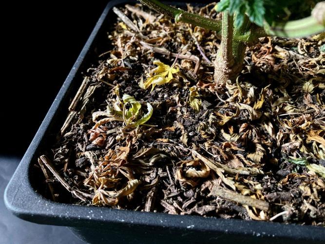 3M 🌮 Mexican Rush. Week 18 - Sacred mulch