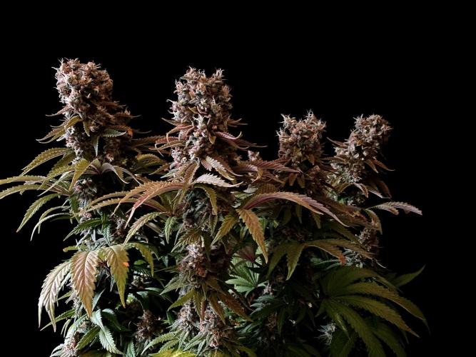 3M 🌮 Mexican Rush. Week 18