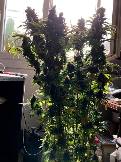 3M 🌮 Mexican Rush. Week 18