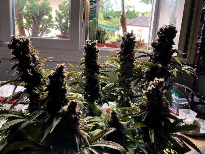 3M 🌮 Mexican Rush. Week 18