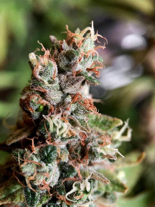 3M 🌮 Mexican Rush. Week 18