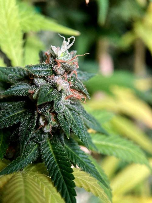 3M 🌮 Mexican Rush. Week 18