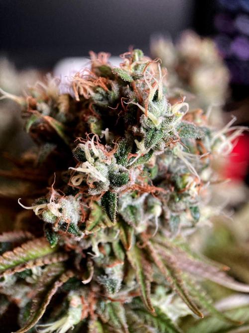 3M 🌮 Mexican Rush. Week 18