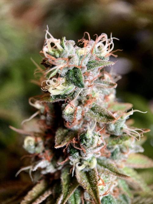 3M 🌮 Mexican Rush. Week 18