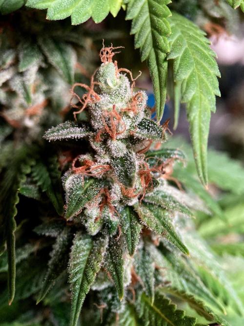 3M 🌮 Mexican Rush. Week 18