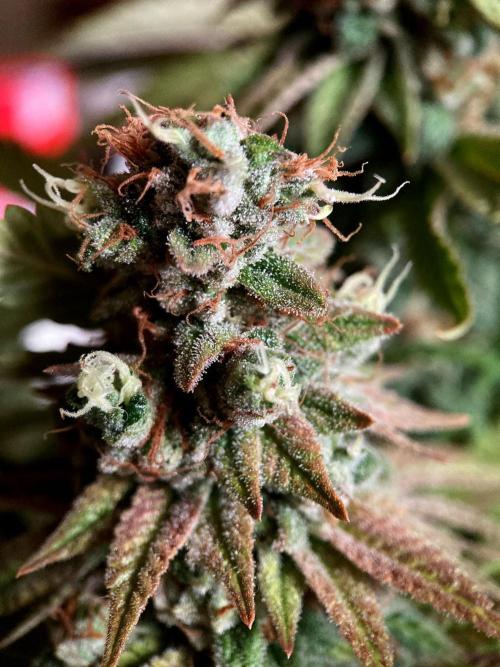 Mexican Rush. Week 18