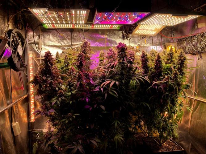 Mexican Rush. Week 18