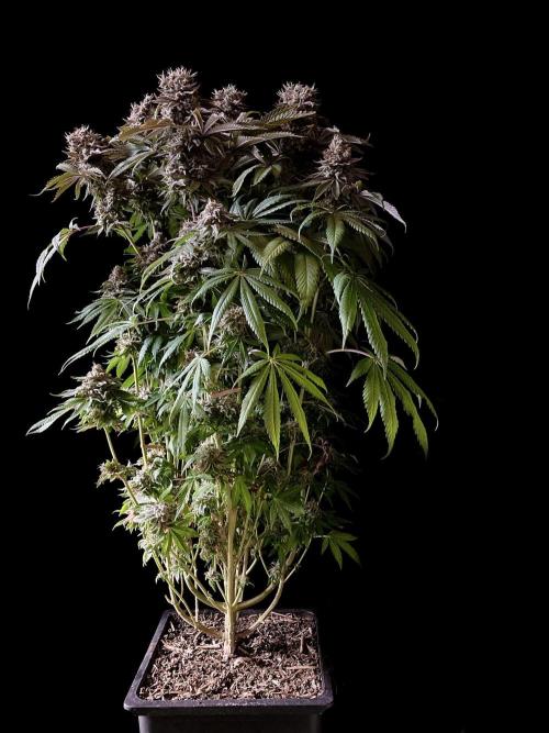3M 🔺 Tutankhamon. Week 17