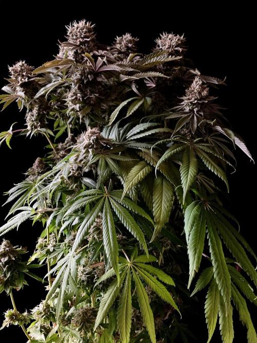 3M 🔺 Tutankhamon. Week 17