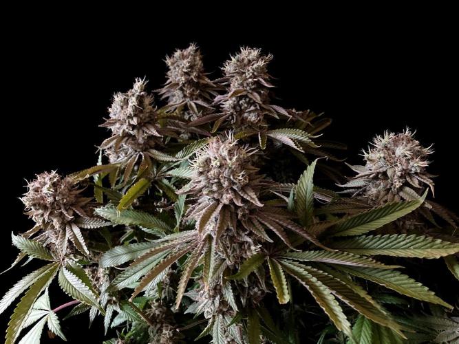3M 🔺 Tutankhamon. Week 17
