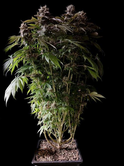 3M 🔺 Tutankhamon. Week 17