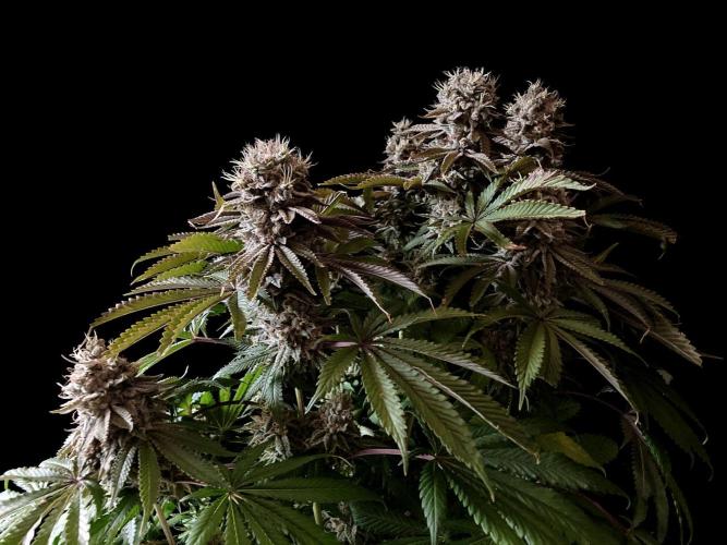 3M 🔺 Tutankhamon. Week 17
