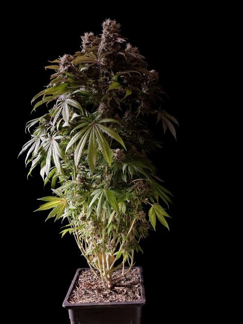 3M 🔺 Tutankhamon. Week 17