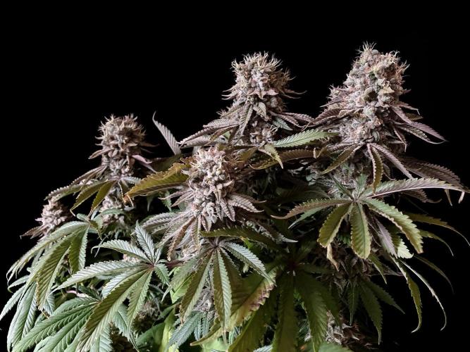 3M 🔺 Tutankhamon. Week 17