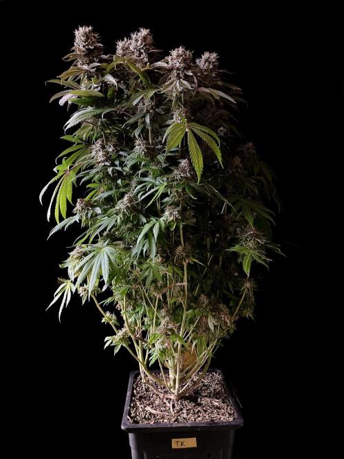 3M 🔺 Tutankhamon. Week 17