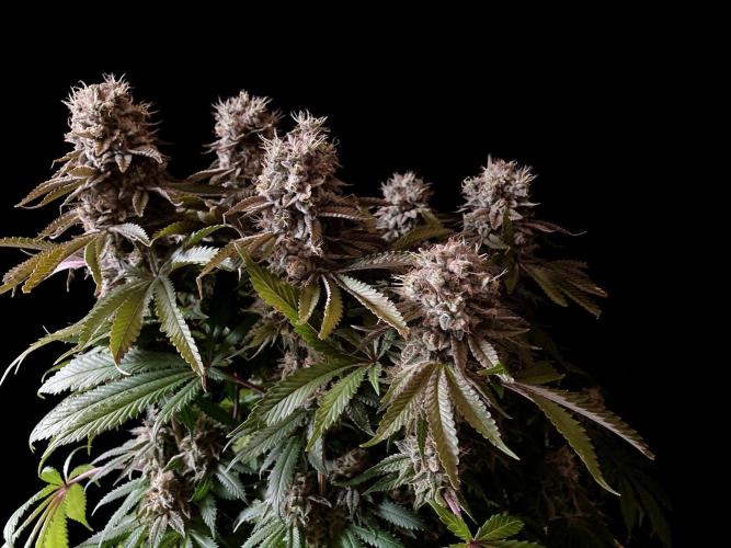 3M 🔺 Tutankhamon. Week 17