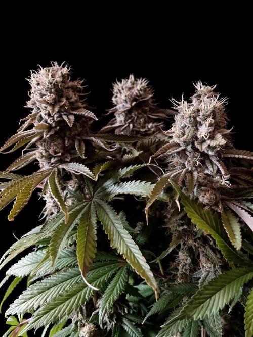 3M 🔺 Tutankhamon. Week 17