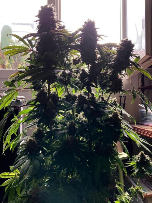 3M 🔺 Tutankhamon. Week 17