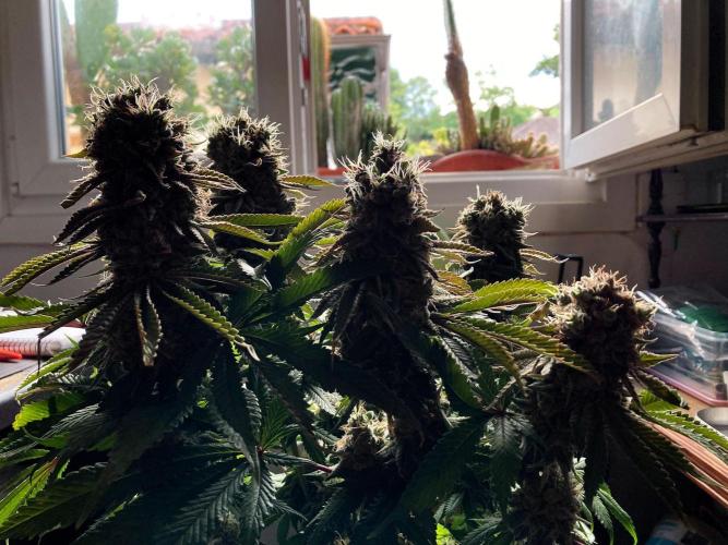 3M 🔺 Tutankhamon. Week 17