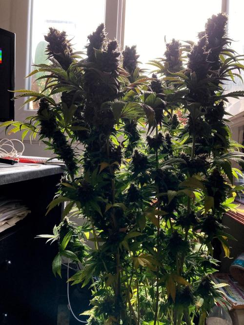 3M 🔺 Tutankhamon. Week 17