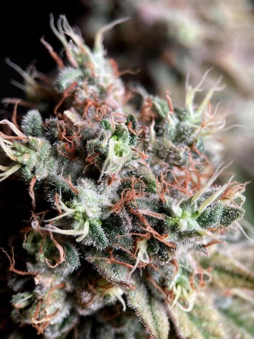 3M 🔺 Tutankhamon. Week 17