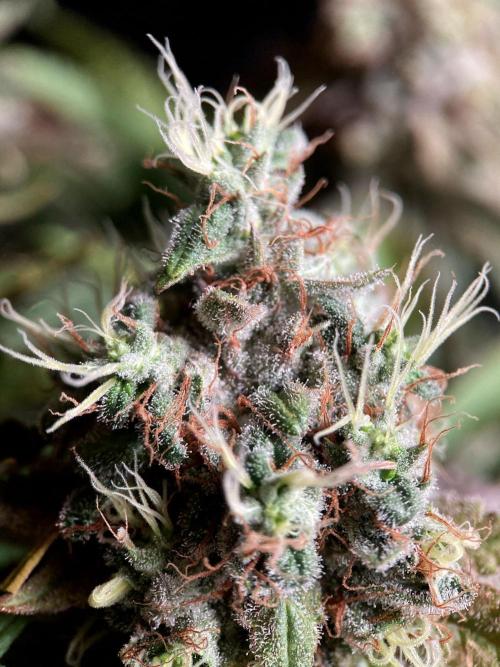 3M 🔺 Tutankhamon. Week 17